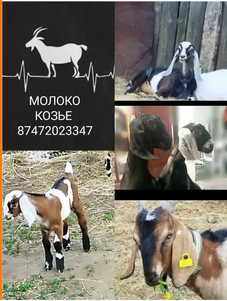 Продается козье молоко 700 тг, фотография 1