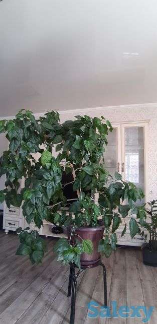 Комнатные цветы, фотография 4