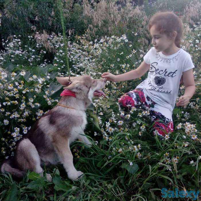 Щенки собаки Сарлоса (Saarloos Wolfdogs), фотография 10