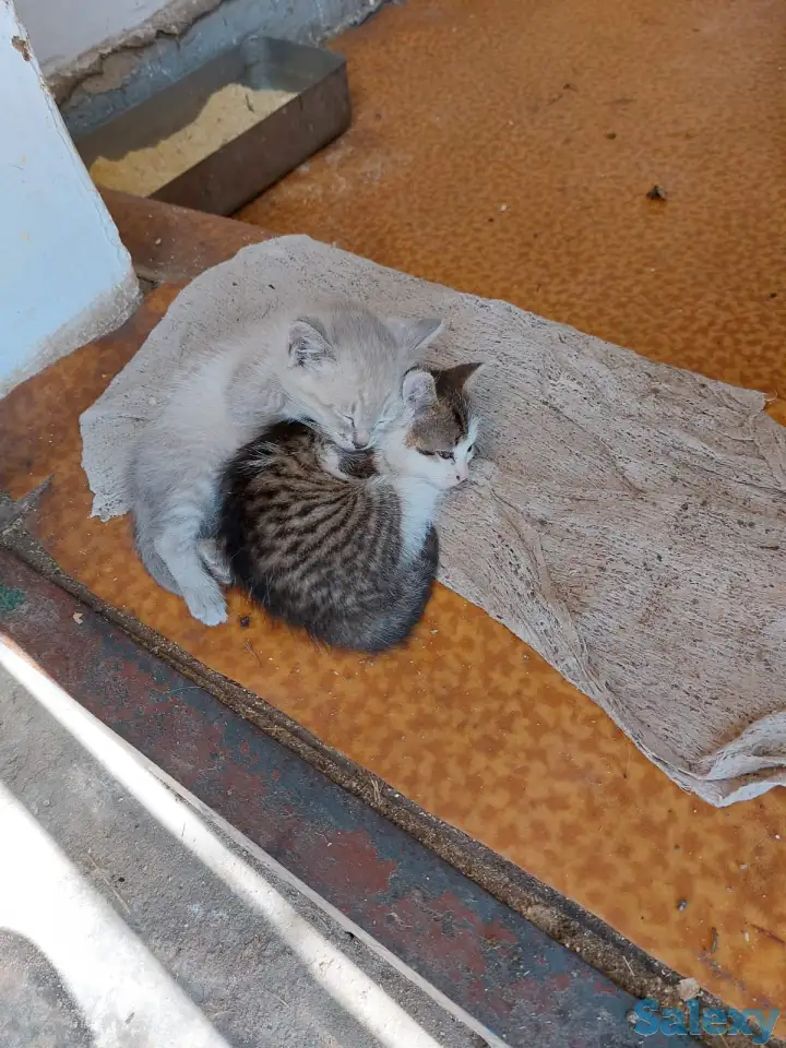 отдам котят в хорошие руки, фотография 4