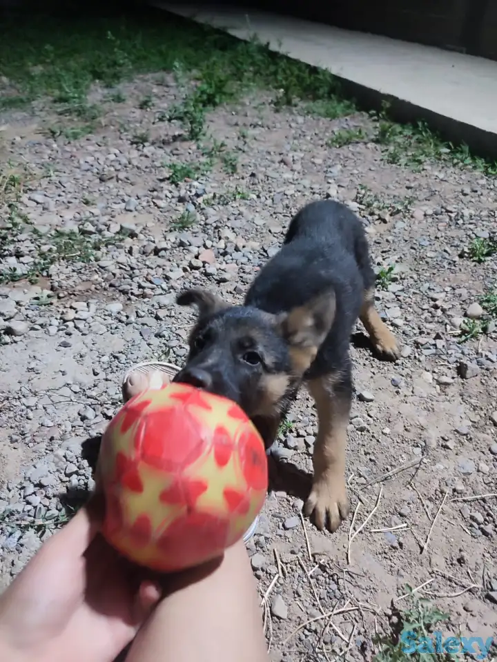 Продам щенка овчарки, фотография 3