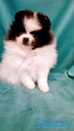 Миниатюрный померанский шпиц,девочка,супермини, фотография 1