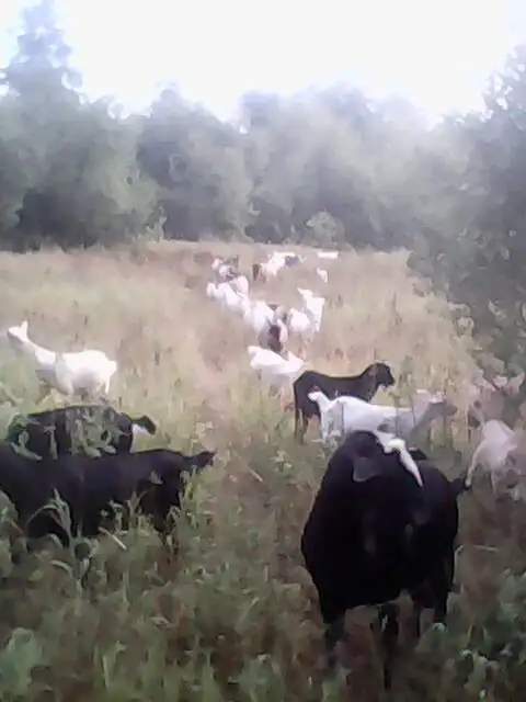 Продам стадо коз 82 головы, фотография 6