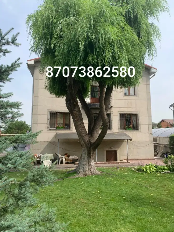 Спил сруб деревьев, фотография 1