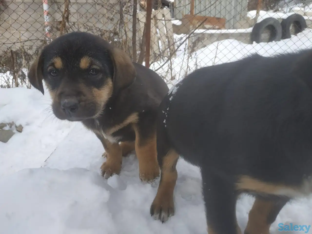 Отдаём щенков дворянской породы, фотография 3