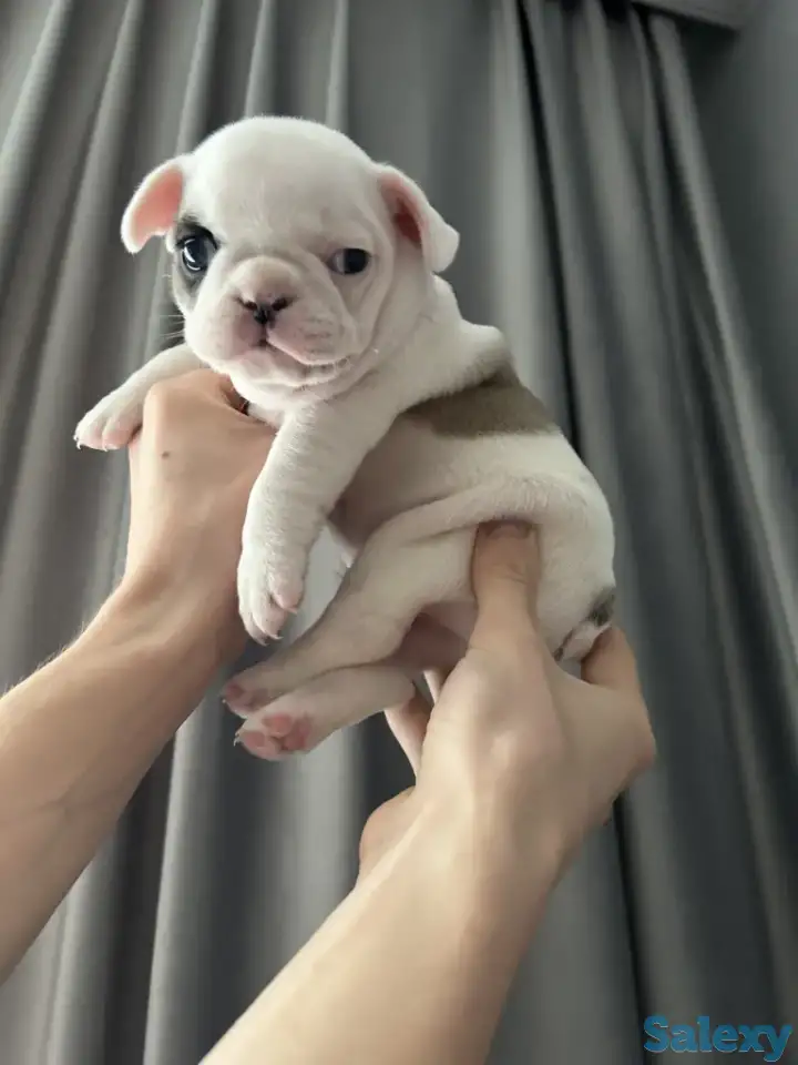 Очаровательные щенки, с сладкими складочками, фотография 1