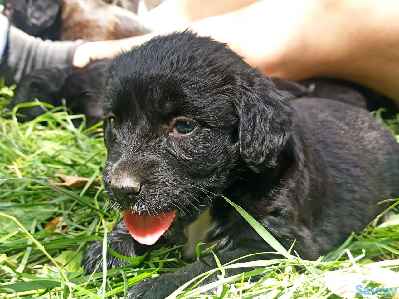 Отдам щенят, фотография 2