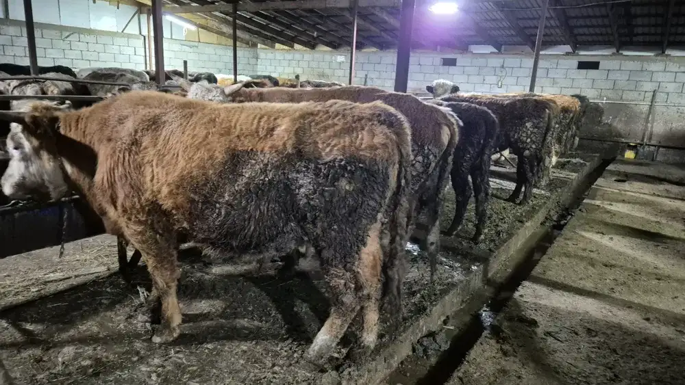 Продам бычков породы Герефордская и Абердин-Ангусская, фотография 3