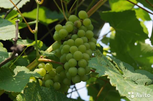 Коттедж 61 м² на участке 12 сот., фотография 1