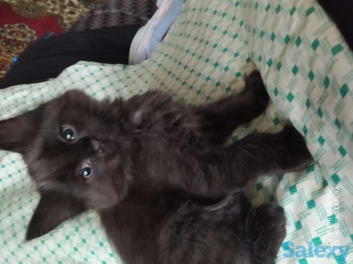 Отдам котят в добрые руки, фотография 3