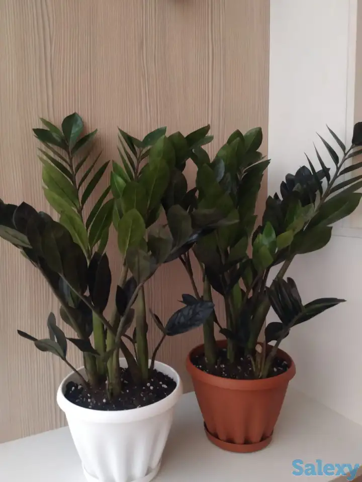 Комнатные растения, фотография 3