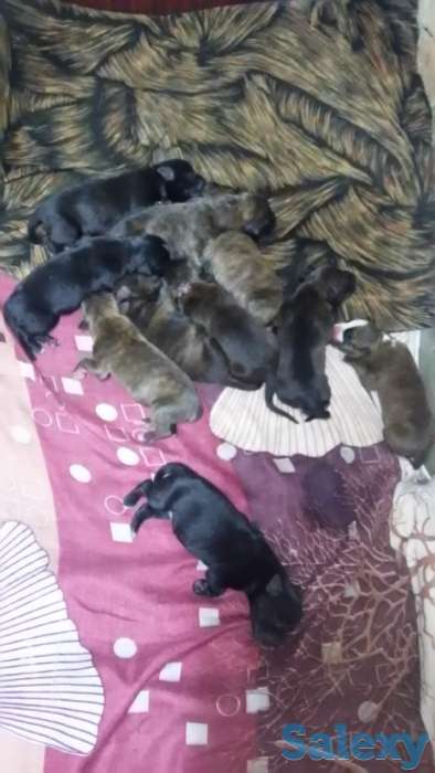 щенки питбультерьер, фотография 3