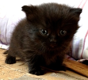 СРОЧНО! Продам Британских Котят! Недорого!, фотография 1