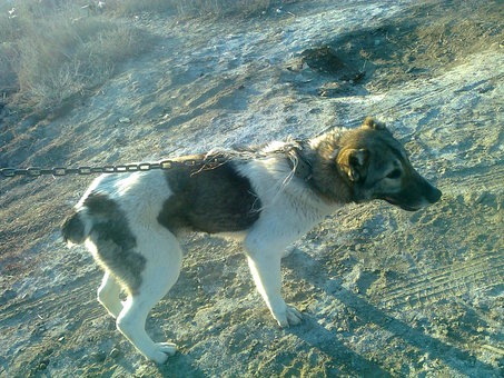 алабай, фотография 1