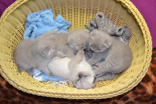 Продажа Шотландских вислоухих котят, фотография 1