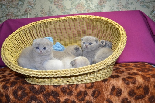 Продажа Шотландских вислоухих котят, фотография 2