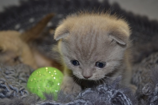 Продажа Шотландских вислоухих котят, фотография 3