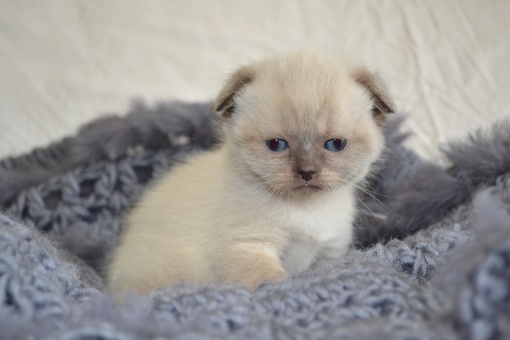 Продажа Шотландских вислоухих котят, фотография 4