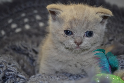 Продажа Шотландских вислоухих котят, фотография 5