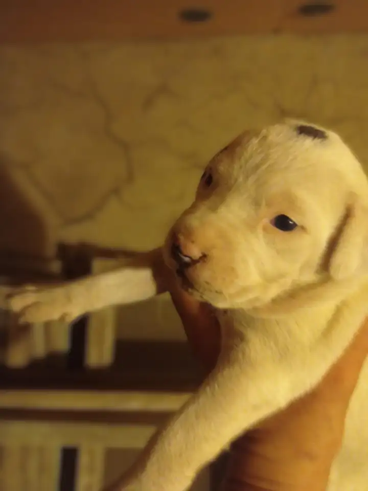 Щенки Тобет САО и Питбуль, фотография 4