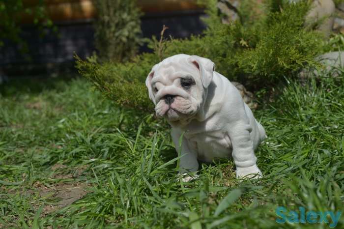Английский бульдог, фотография 7