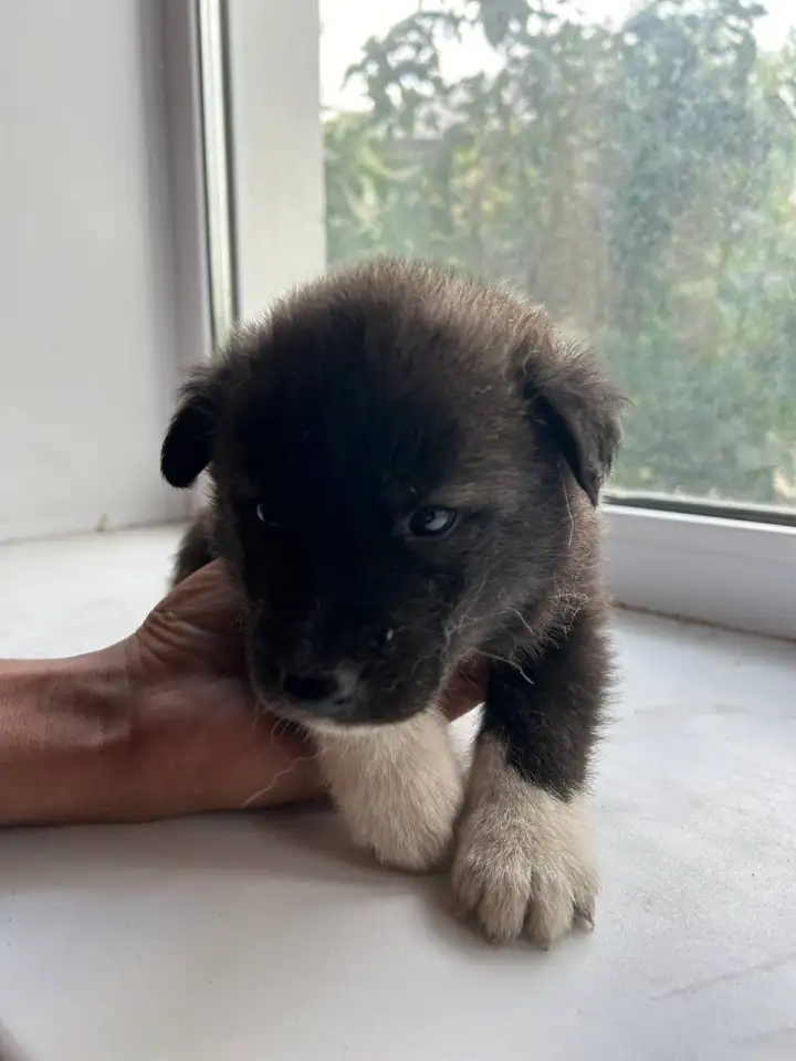 Продам щенков дава мальчика и две девочки, фотография 4