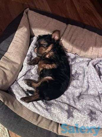 Продам щенка йорка, фотография 1