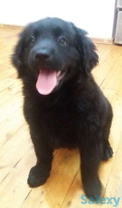 Продам щенков лабрадора черного окраса, фотография 4