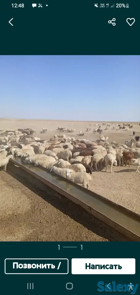 Токты сатылады, фотография 1