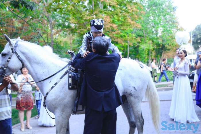 Конь, фотография 4