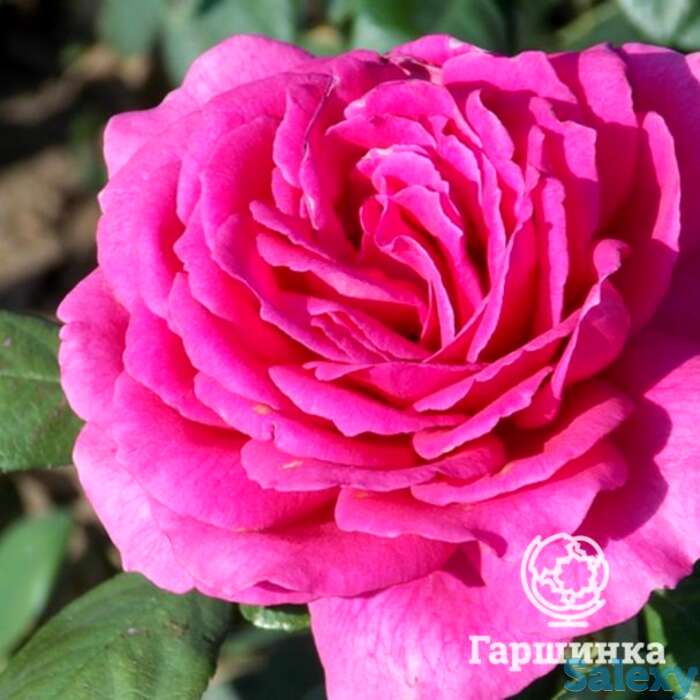 Роза биг пепл чайно-гибридная, топалович, фотография 1