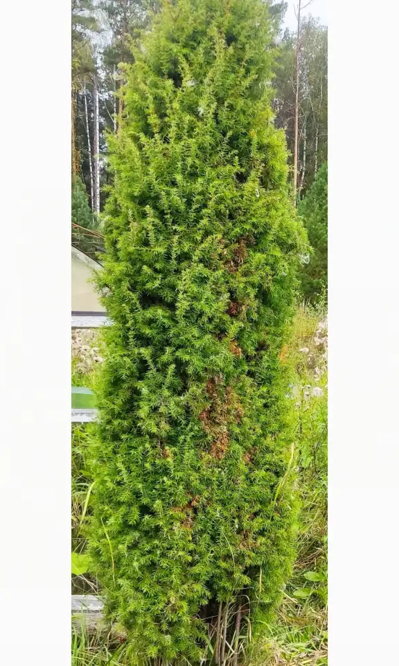 Туя выше 3 метров, сосна живая, берёза, ива, ольха, рябина, рассада., фотография 3
