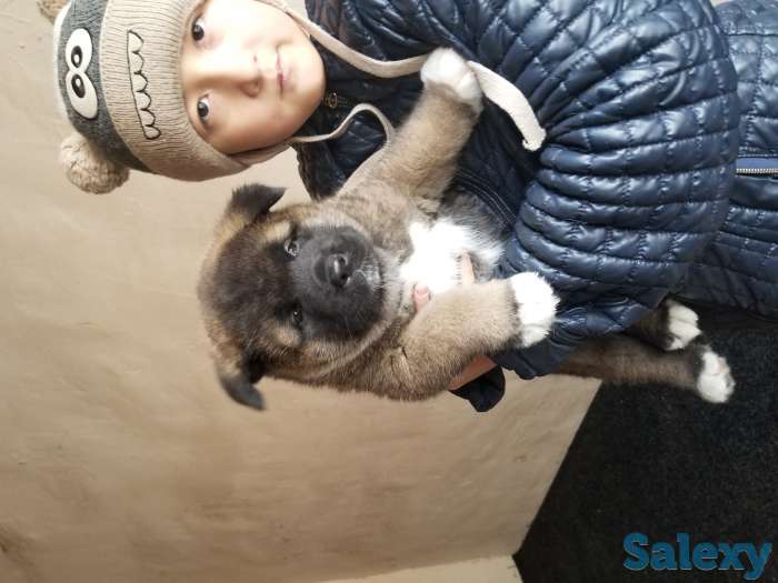 продам щенков Американская акита, фотография 6