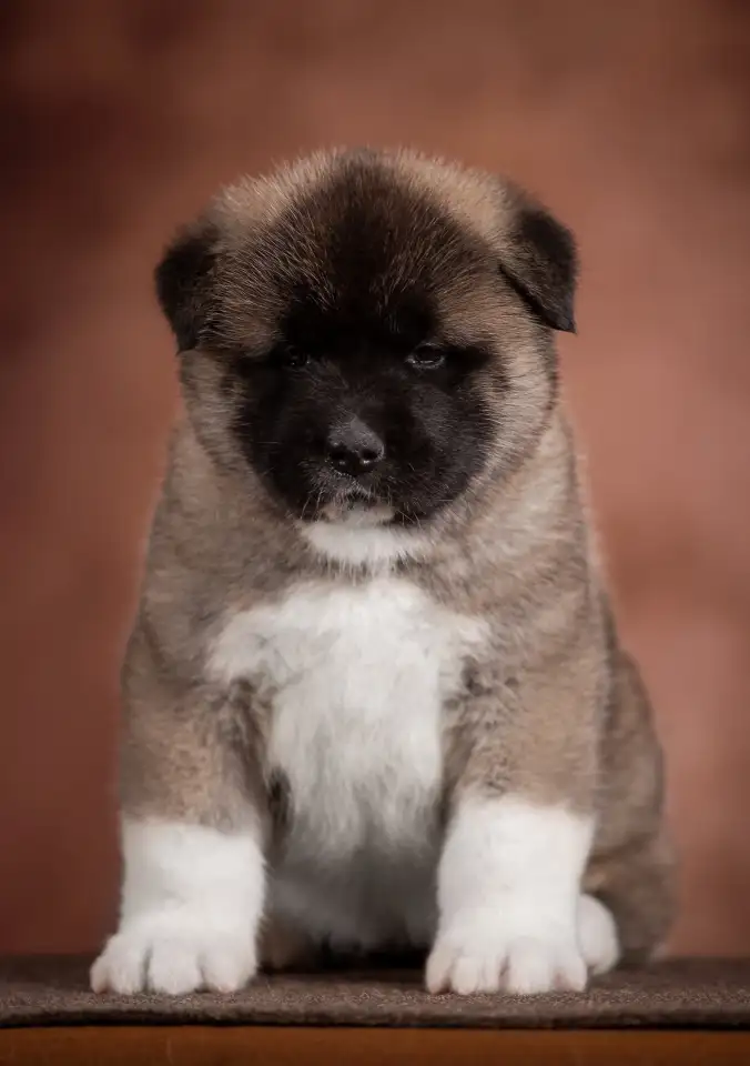 Продается щенок Американской Акиты, фотография 2