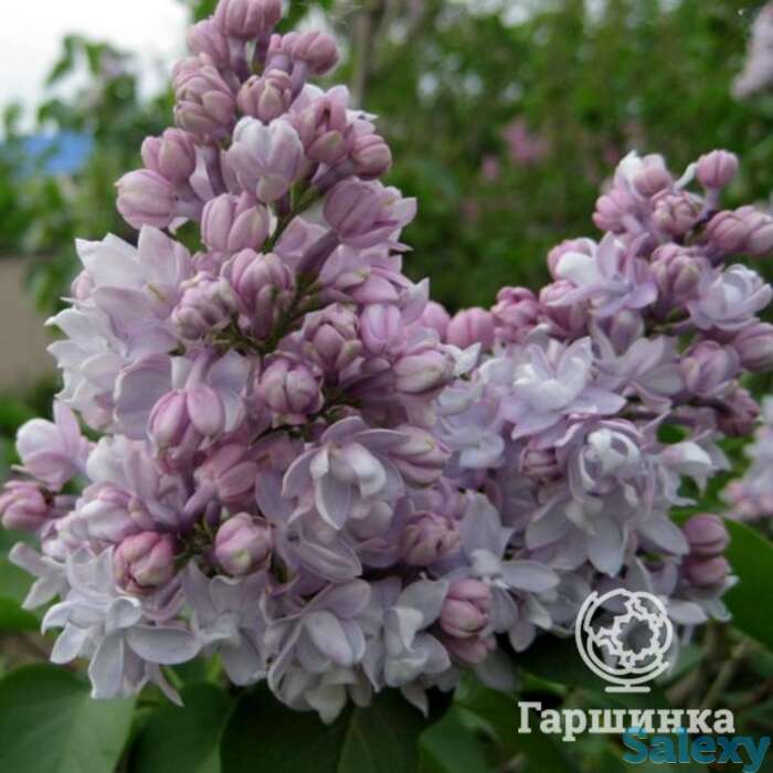 Сирень полина осипенко махровая, фотография 1