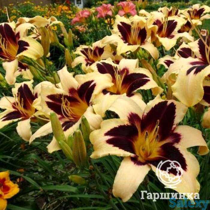 Лилейник вайлд хорсес, фотография 1