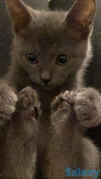 Отдам очень хорошего котика в добрые руки, фотография 1