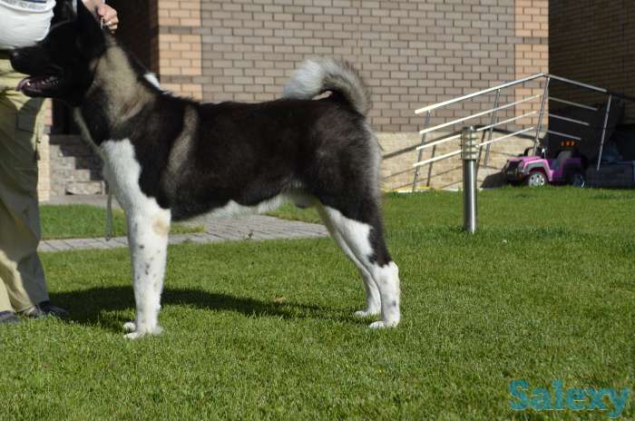 Щенки американской акиты, фотография 8