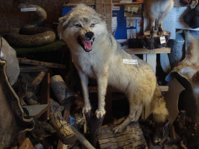 Чучела животных, птиц, рыб. Изготовление и продажа., фотография 1