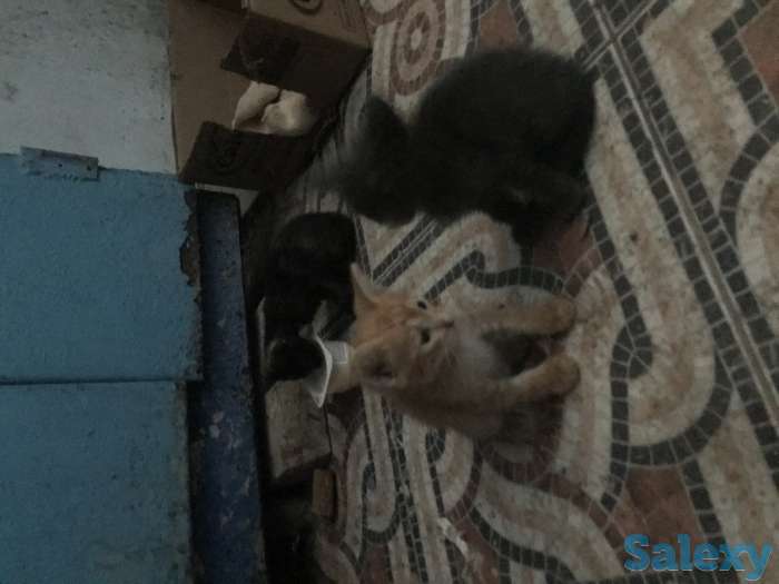 Отдам котят в хорошие руки, фотография 5