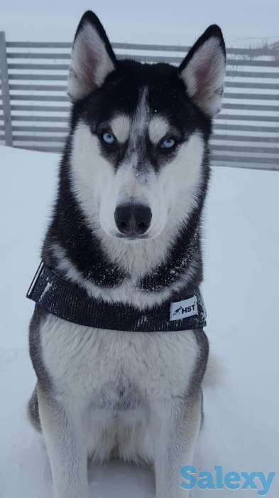 Продаются щенки Сибирский Хаски, фотография 2