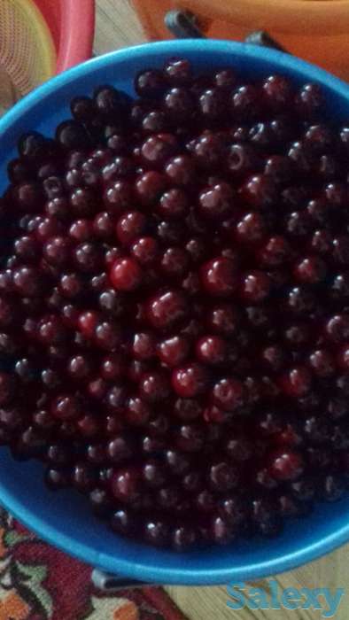 Продам вишню, фотография 1