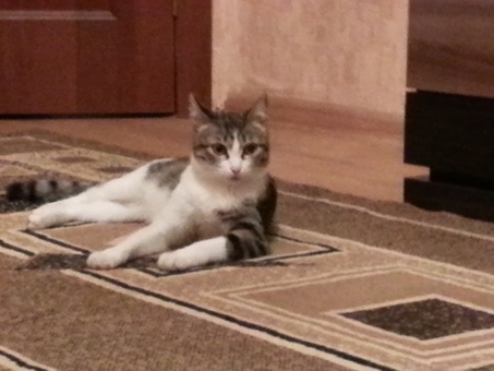 Отдам даром котенка в хорошме руки!!!, фотография 1