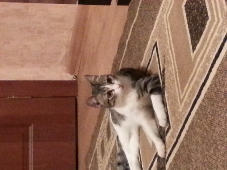 Отдам даром котенка в хорошме руки!!!, фотография 3