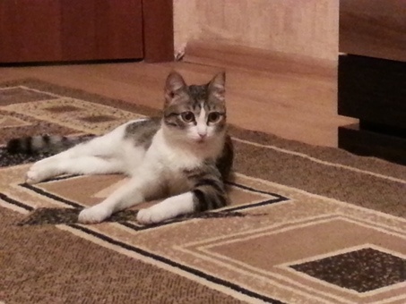 Отдам даром котенка в хорошме руки!!!, фотография 4