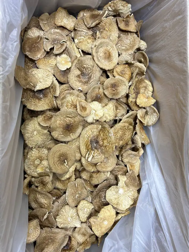 Продам сушеные грибы с Алтая, фотография 4