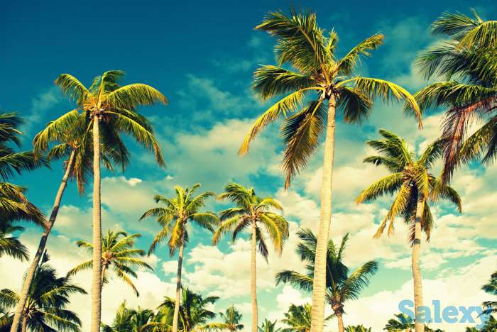 Доминикана-ритмы бачаты и сальсы..., фотография 6