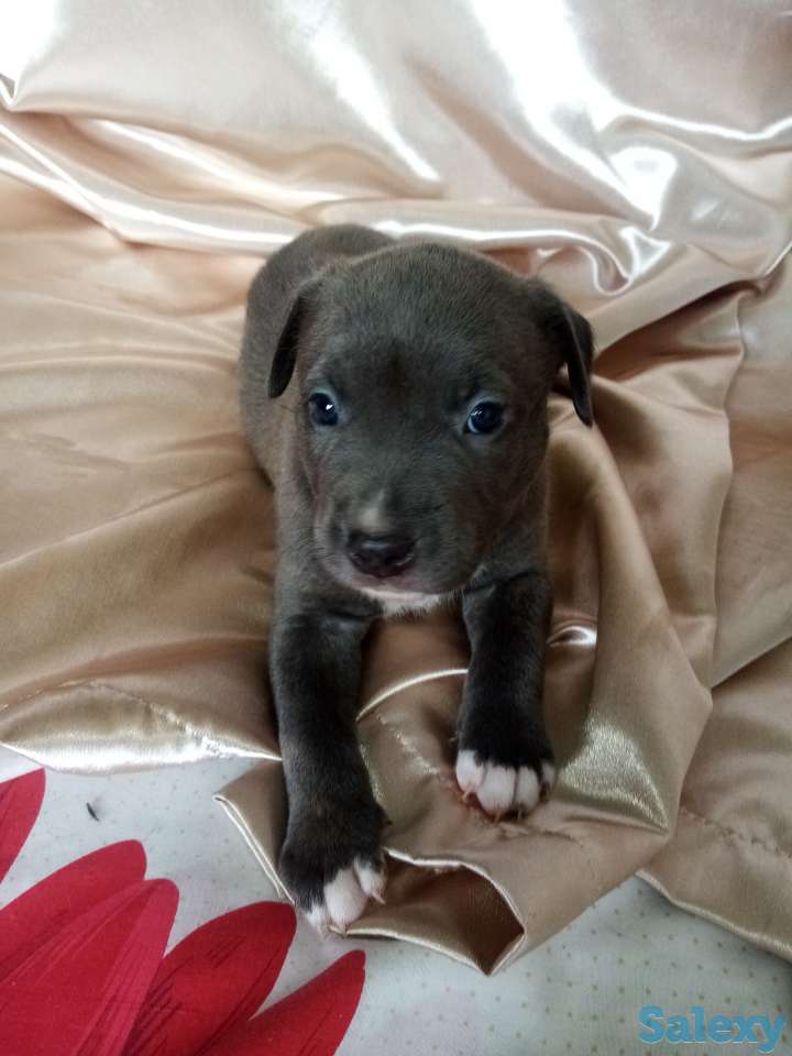 Открыт резерв щенков американского питбуль терьера, фотография 8