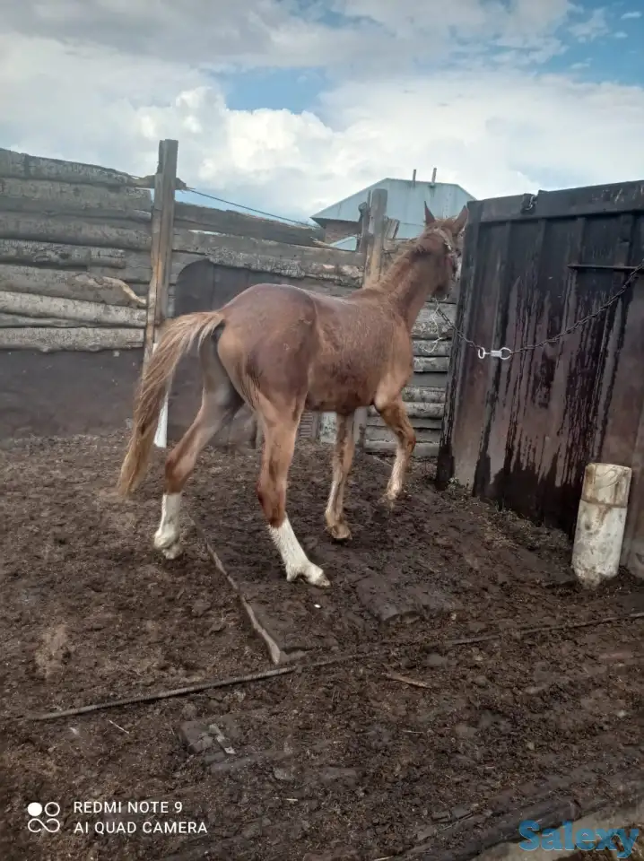 Продаются жеребята в Усть-Каменогорске, фотография 1
