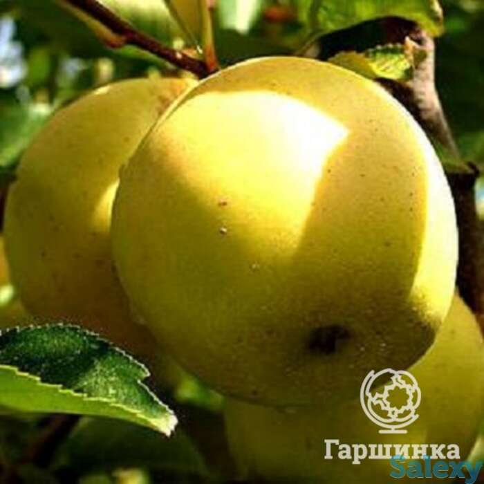 Яблоня народное с/п, фотография 1